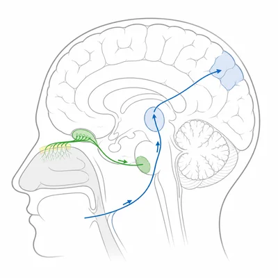 Brain diagram showing sensory relay through the thalamus and an olfactory pathway bypassing it.