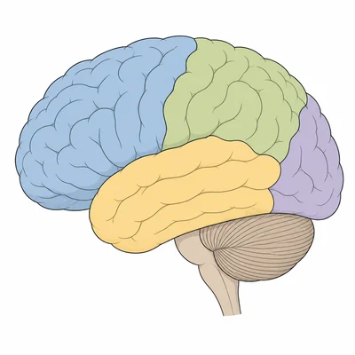 Lateral brain diagram with four cerebral lobes shown in different colors.