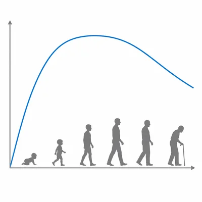 An unlabeled curve rises quickly, peaks, and then gradually declines across the lifespan.