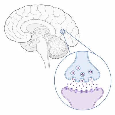 Brain diagram with an inset showing neurotransmitters crossing a synapse.