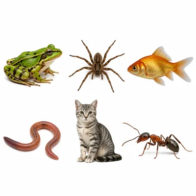 Frog, spider, fish, worm, cat, and ant shown for sorting.