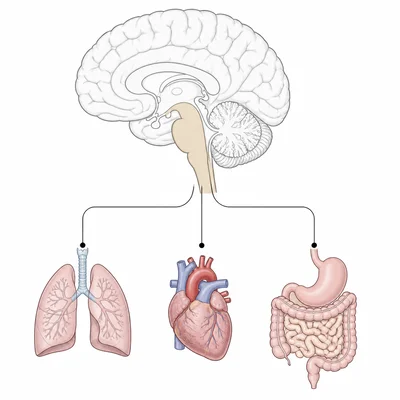 Brainstem highlighted with connections to heart, lungs, and digestive organs.