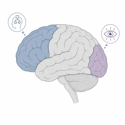Brain diagram highlighting the frontal lobe and occipital lobe.