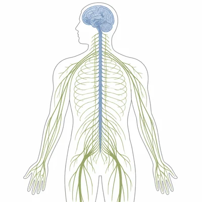 Human nervous system diagram showing brain and spinal cord with branching peripheral nerves.