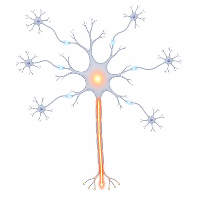 Several weak neural signals converge on one neuron, causing it to fire.