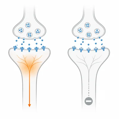 Comparison of excitatory and inhibitory neurotransmitter effects at synapses.