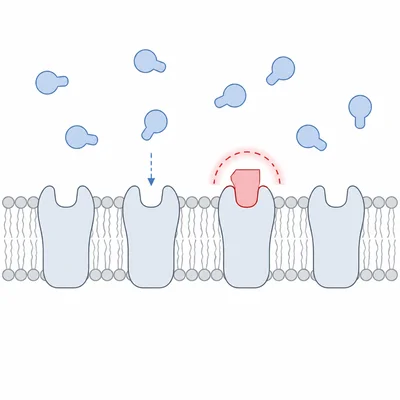 A blocker molecule occupies a receptor and prevents a neurotransmitter from binding.