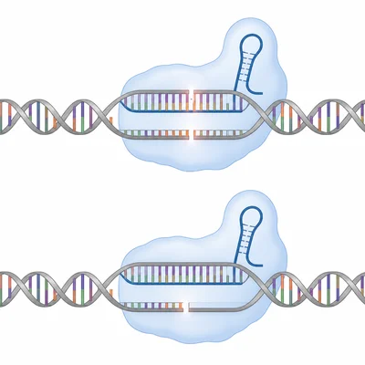 Two similar DNA sites showing intended and possible off-target CRISPR cutting.