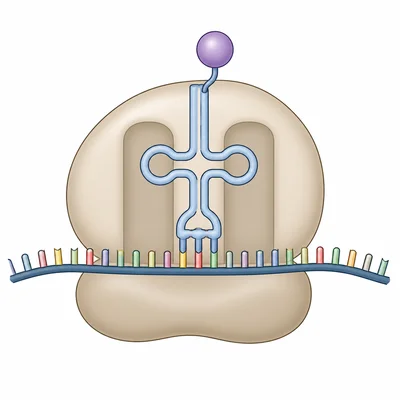 tRNA carrying an amino acid and matching its anticodon to an mRNA codon at a ribosome.
