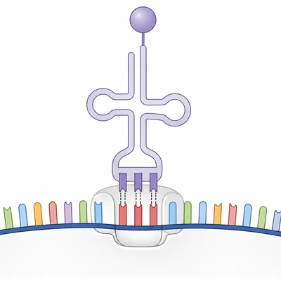 A three-base codon on mRNA corresponding to an amino acid during translation.
