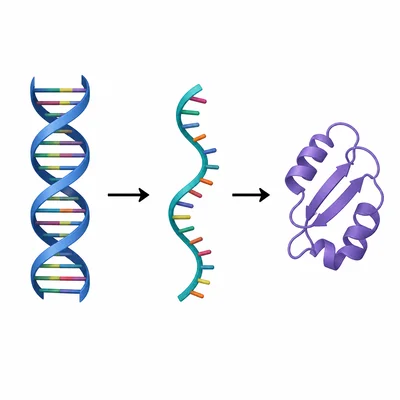 Central dogma diagram showing DNA leading to RNA leading to protein.
