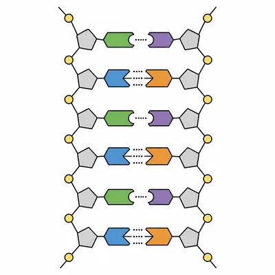 DNA ladder diagram showing two kinds of complementary base pairs using colored interlocking shapes.