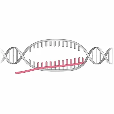 mRNA strand forming by complementary pairing with a DNA template strand.