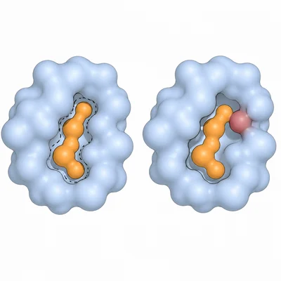A mutation near the active site changes substrate binding.