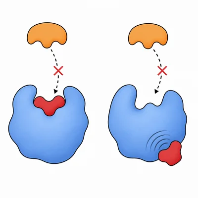 Competitive and noncompetitive enzyme inhibition.