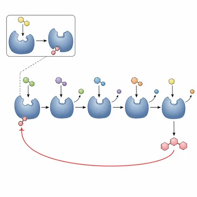 End product of a pathway inhibits an earlier enzyme.