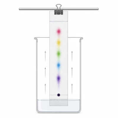 Marker ink separating into several colored spots on a chromatography strip.