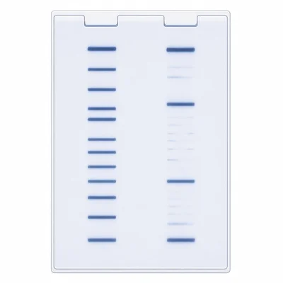 A complete DNA profile compared with a degraded partial DNA profile with missing and faint bands.