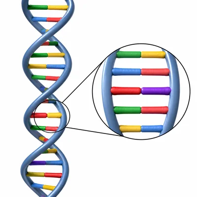 A DNA strand with one changed section representing a mutation.