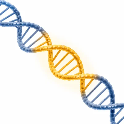 A highlighted segment of DNA representing a gene.