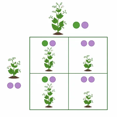 Punnett square model for pea plant height showing tall and short offspring possibilities.