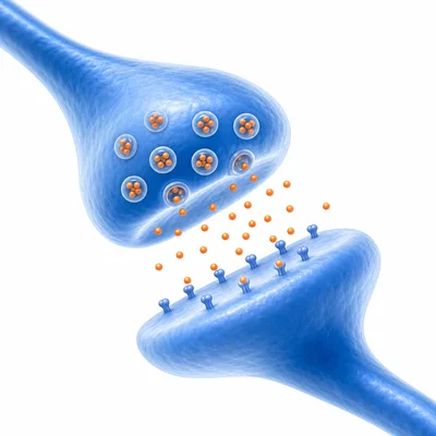 Neurotransmitter particles cross the small gap between two neurons at a synapse.
