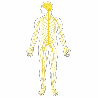 Diagram of the brain, spinal cord, and nerves throughout the body.