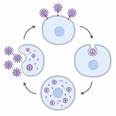 Diagram showing viruses attaching to a host cell, entering, multiplying, and leaving.