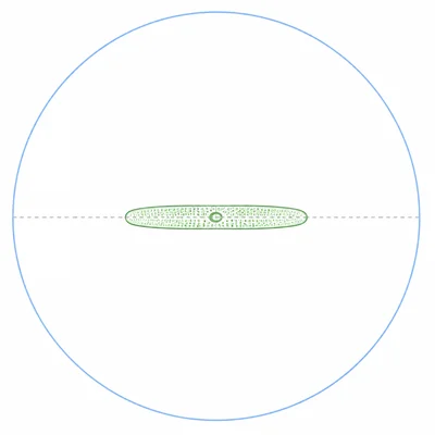 Cell occupying about one fourth of the microscope field of view diameter.