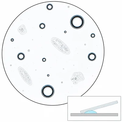 Wet mount air bubbles appearing as dark rings, with angled coverslip placement shown.