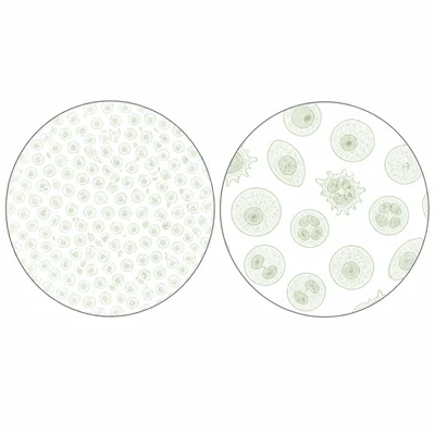 Comparison of low and high microscope magnification showing wider view with smaller cells and narrower view with larger cells.
