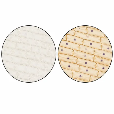 Onion cells before and after staining, showing improved contrast and visible nuclei.