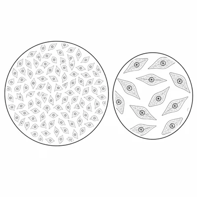 Field of view comparison showing that higher magnification gives a smaller viewing area.
