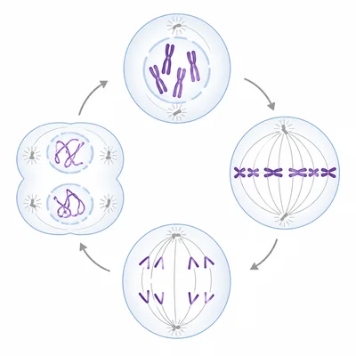 Four-stage mitosis sequence showing chromosomes condense, align, separate, and form two daughter cells.