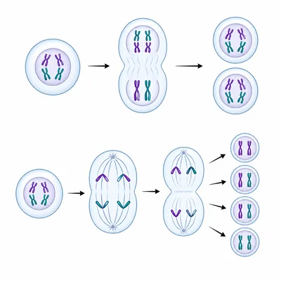 Comparison of cell division products: two identical cells versus four varied cells.