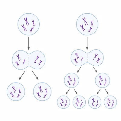 Diagram comparing one cell division producing two cells with two divisions producing four cells.