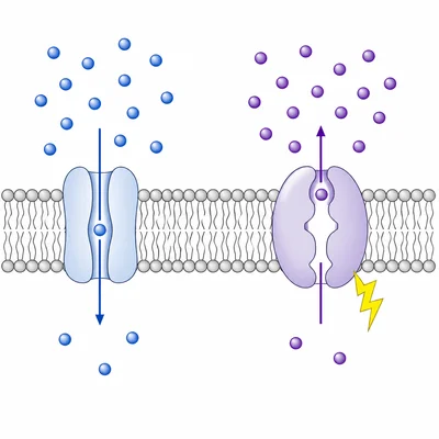 Passive movement down a gradient compared with active transport through a protein pump.
