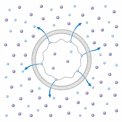 A cell losing water and shrinking in a solution with higher solute concentration outside.