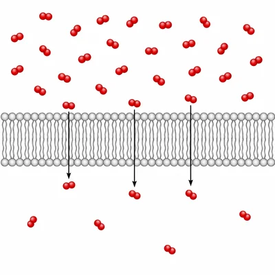 Small particles moving into a cell through the membrane down a concentration gradient.