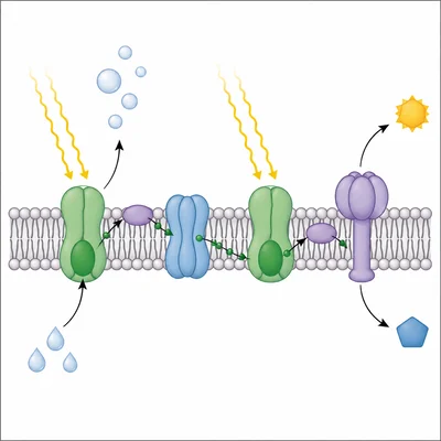 Light reactions diagram showing sunlight and water entering a thylakoid and oxygen and energy carriers leaving.