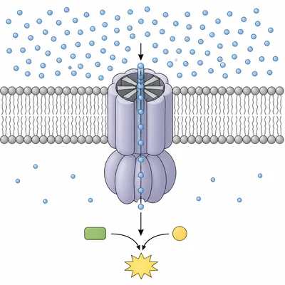 Protons moving through ATP synthase across a thylakoid membrane to form an energy molecule.