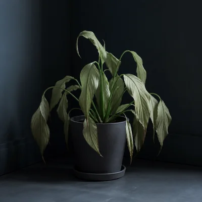 A plant kept in darkness has pale drooping leaves.