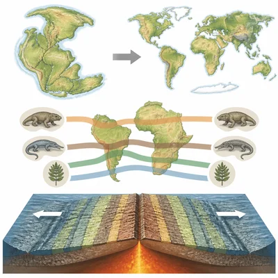 Evidence for moving plates includes matching continents, fossils, and seafloor stripe patterns.
