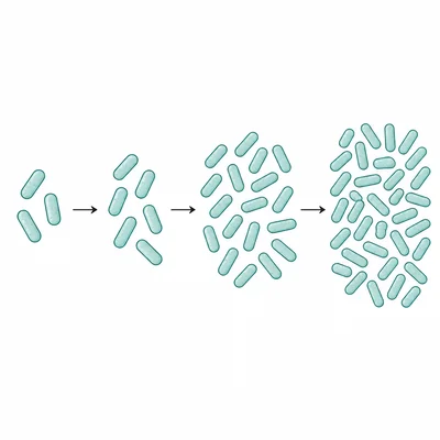 A sequence of bacterial cells doubling across several stages.