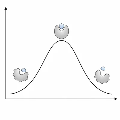 An unlabeled curve peaks in the middle and is lower at both ends, showing enzyme activity highest at neutral pH.