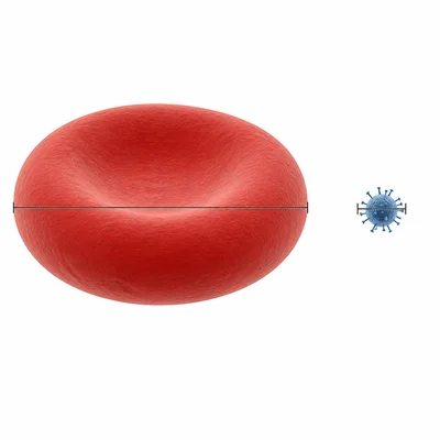 Same-scale diagram comparing a large red blood cell with a much smaller virus.