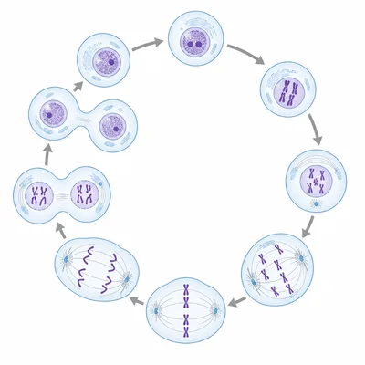 Circular diagram of the eukaryotic cell cycle from interphase through mitosis and cytokinesis.