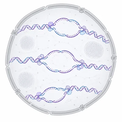 DNA replication occurring inside a cell nucleus during S phase.