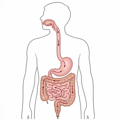 Path food follows through the digestive tract.