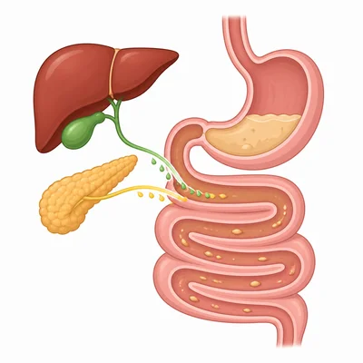 Liver, gallbladder, and pancreas helping digestion without food passing through them.